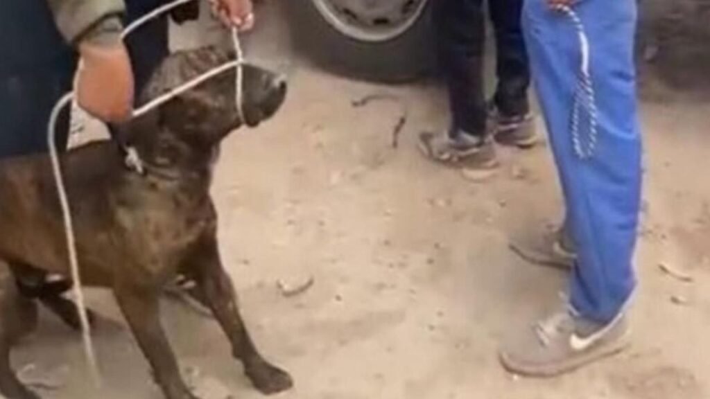 20 perros callejeros aprehendidos en Bogotá tras denuncias por mordidas