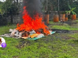 Incineraron en Apure 388 kilos de marihuana