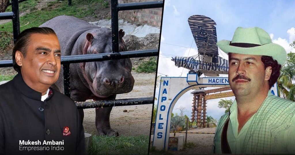 El millonario indio que quiere llevarse los hipopótamos de Pablo Escobar para su zoológico privado