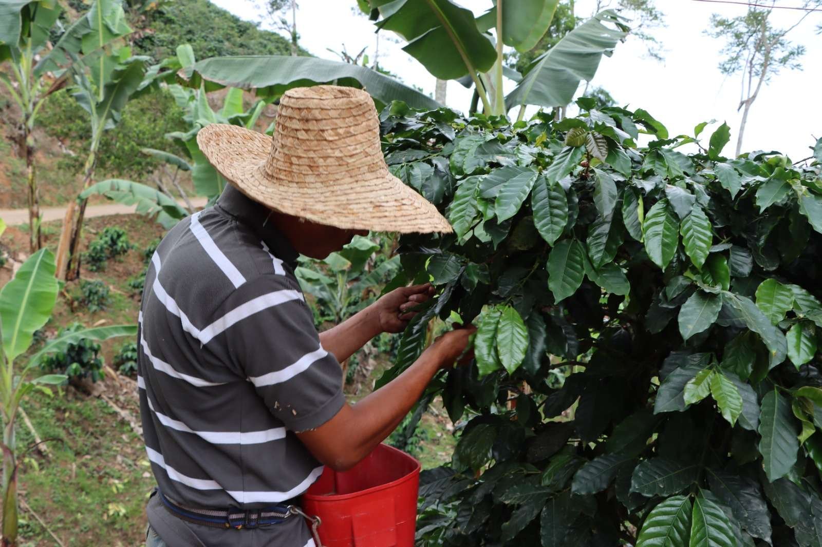 Inicia cosecha de más de 237.000 hectáreas de café en el país