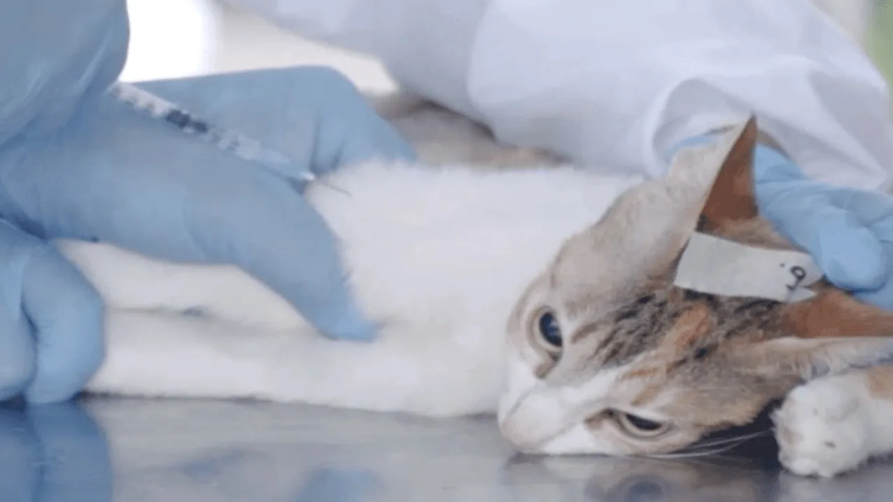 ¡Atención, Bogotá! El Distrito habilita 15.000 nuevos cupos de esterilización animal