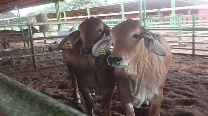 Expo Agroindustrial 2025 se realizará en Monagas del 26 al 30 de noviembre