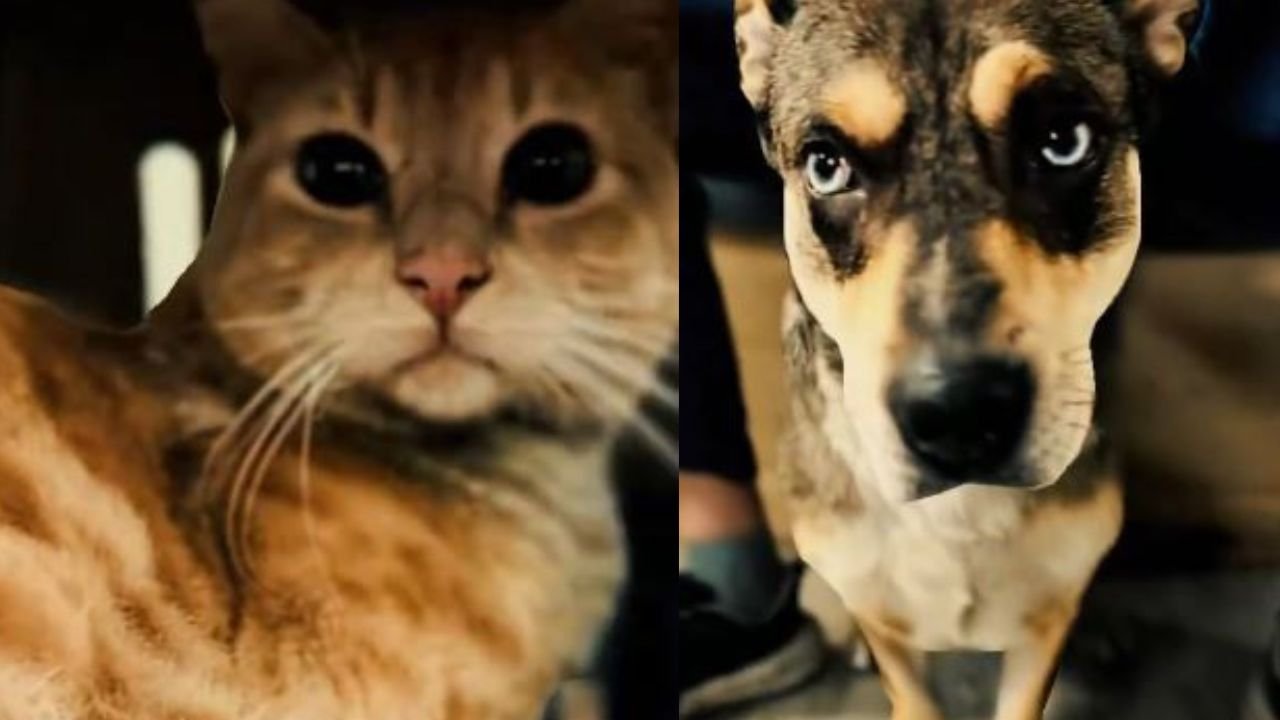 Rescatan a un gato y a un perro utilizados para mendicidad en una estación del TransMilenio