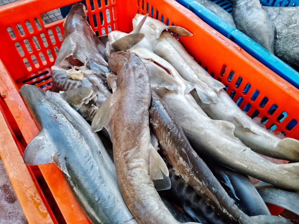 Venezuela presente en Feria Internacional del Pescado en China