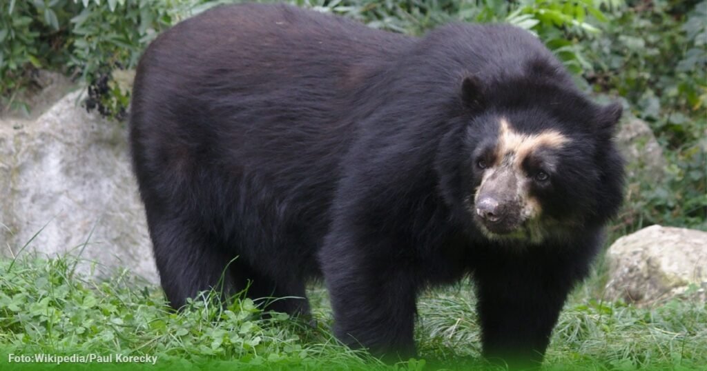 Los tres páramos de Colombia donde podrá ver osos de anteojos