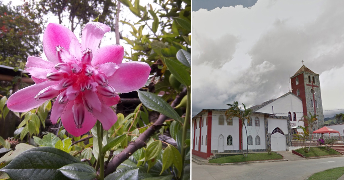 La flor del Valle del Cauca que tiene el poder de enamorar y atraer el verdadero amor
