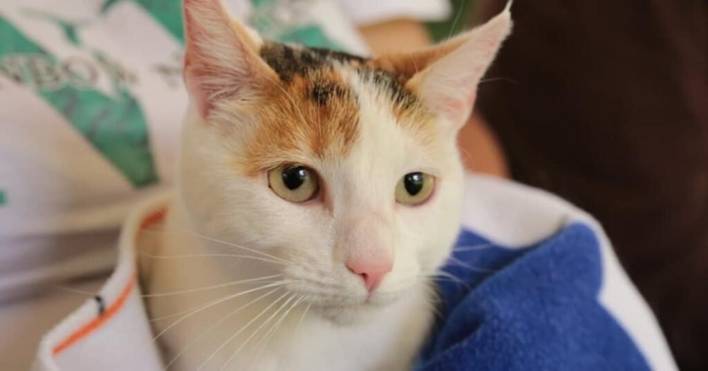 Tenga en cuenta las recomendaciones: Esterilizaciones gratuitas para perros y gatos este 24 y 25 de octubre en Bogotá