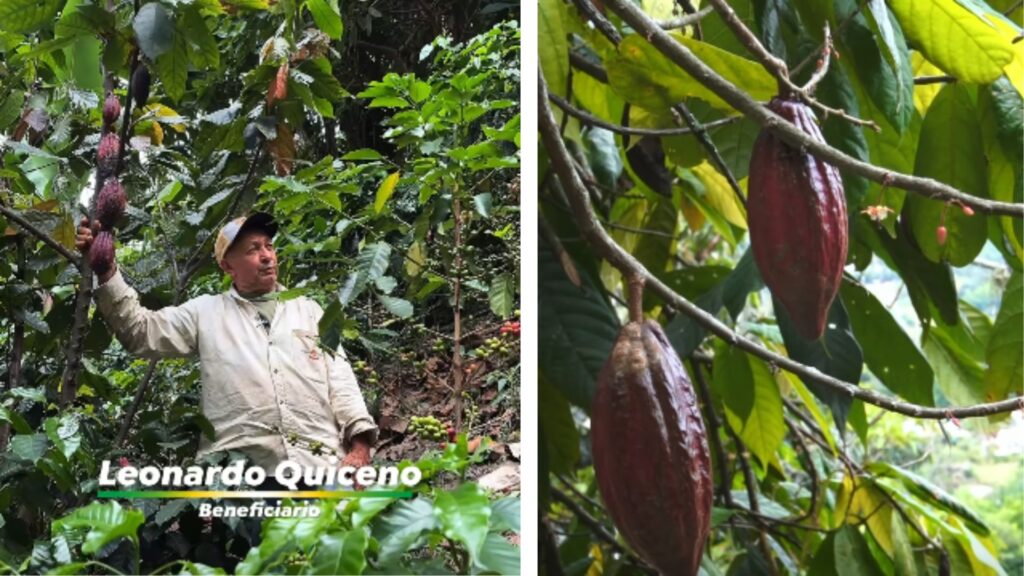 Girardota fortalece el cultivo de cacao con apoyo técnico de Agrosavia y la Secretaría de Agricultura